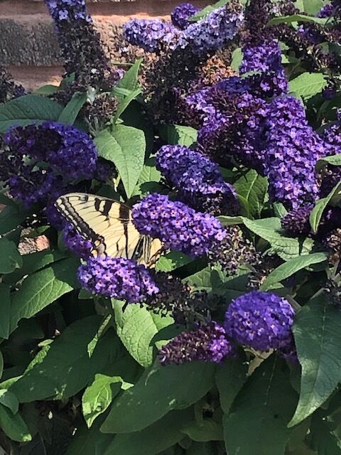 Butterfly photo